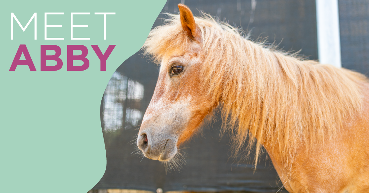 Meet the Mini Horses | Abby