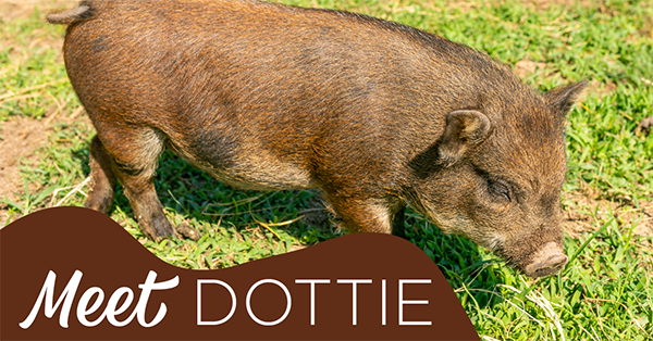Meet the Pigs | Dottie