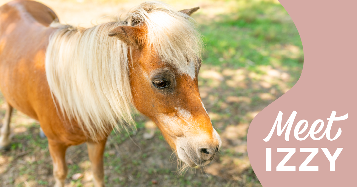 Meet the Mini Horses | Izzy