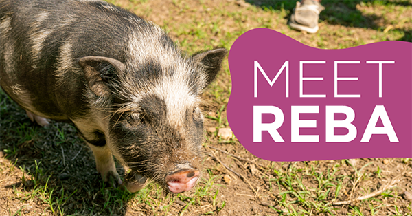 Meet the Pigs | Reba